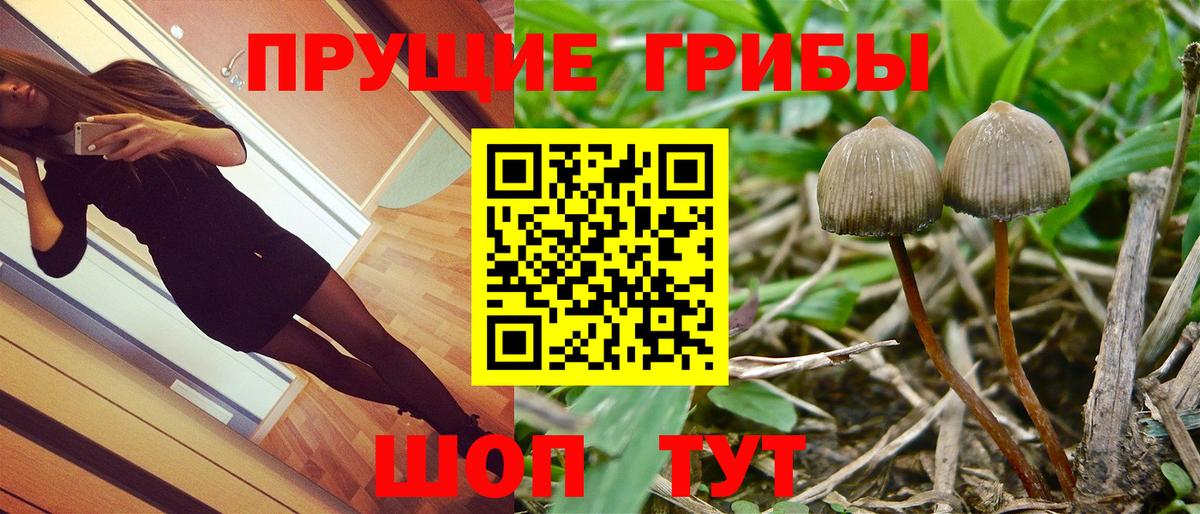 Галлюциногенные грибы Cubensis Лениногорск